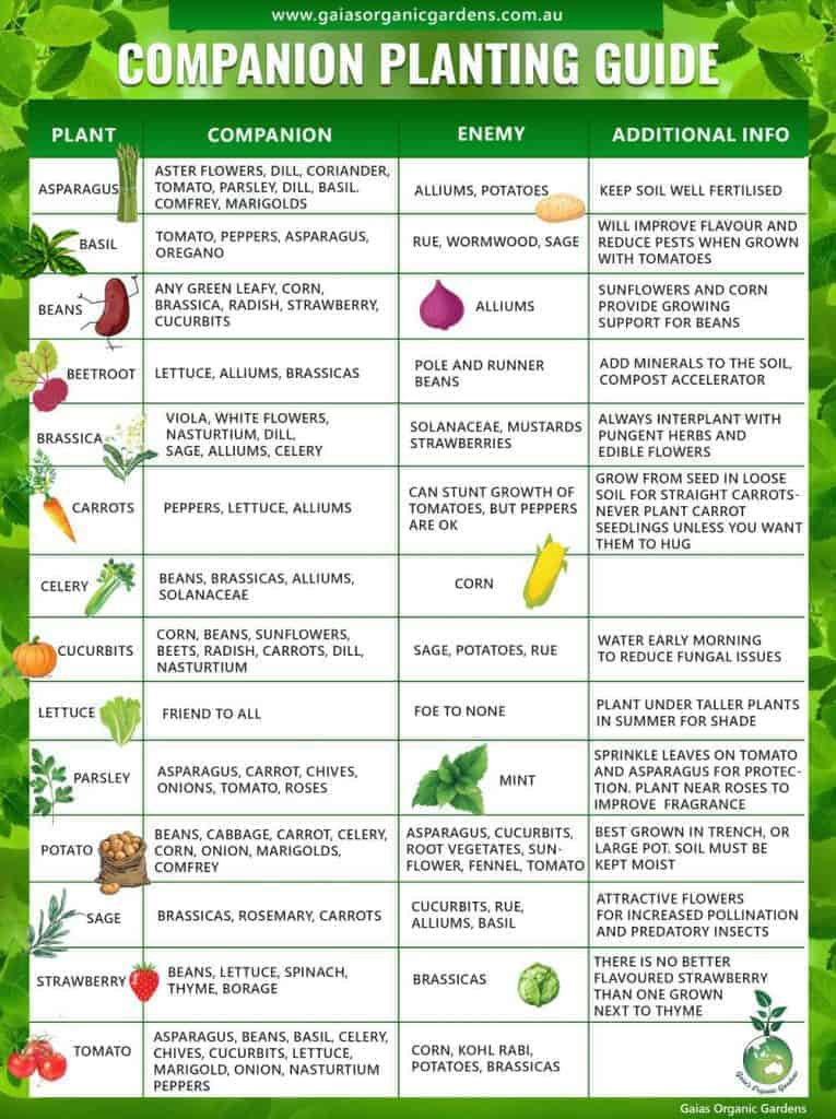 collection-of-companion-planting-charts-guides-and-pdfs-world-water