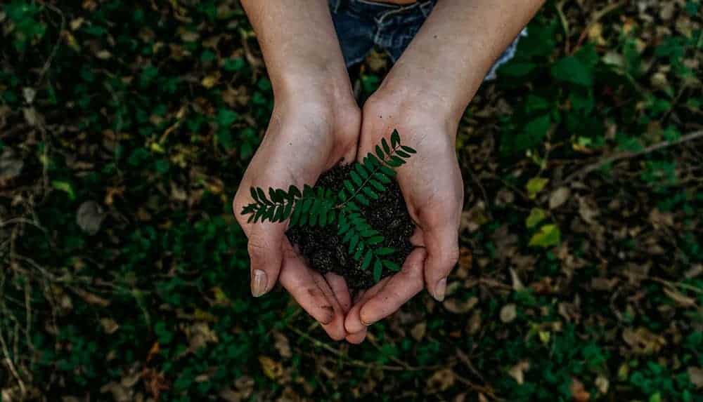 handful of soil / Noah Buscher / Unsplash